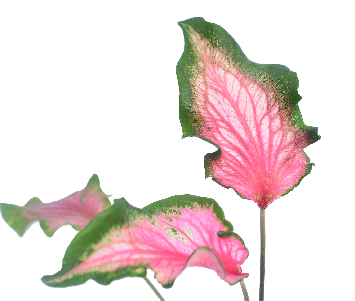 Caladium Dance Skirt