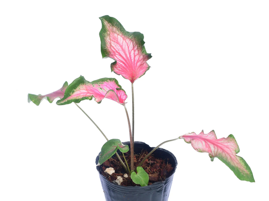 Caladium Dance Skirt