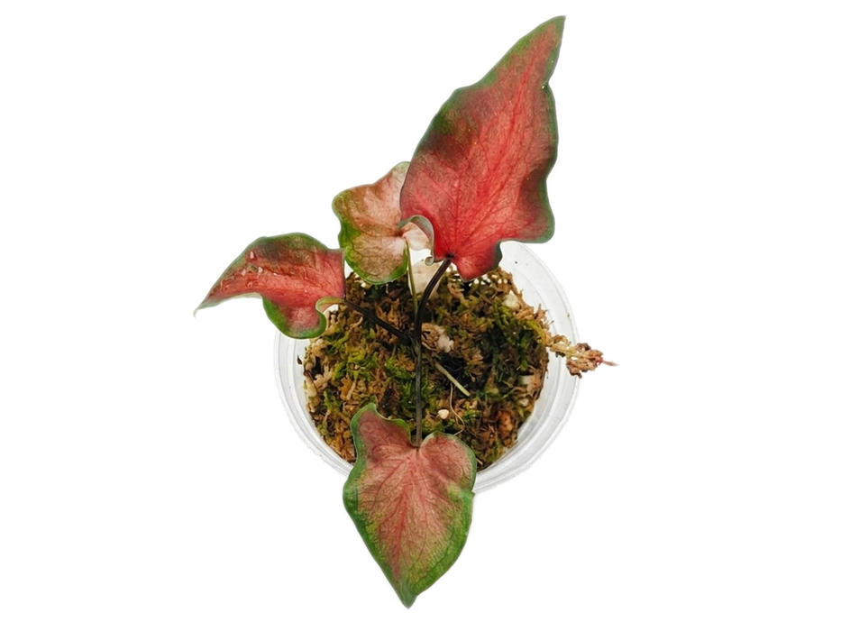 Caladium Exotic Dancer (S)
