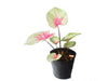 Caladium Heart of Queen (seedling)