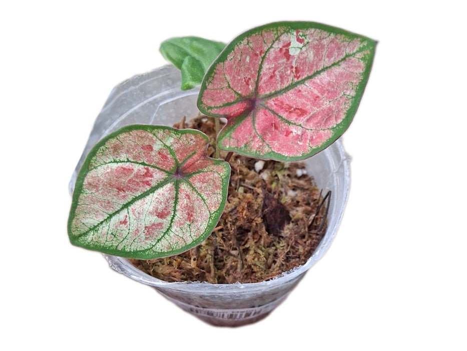 Caladium Heidi (S)