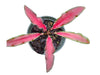 Caladium Lanza Roja