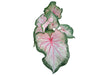 Caladium Lush Peach