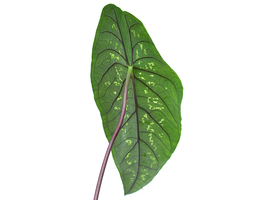 Caladium Morona Santiago