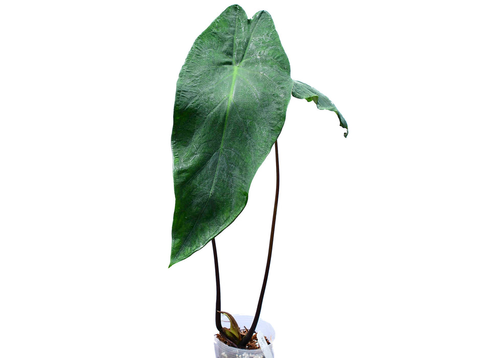 Caladium Morona Santiago