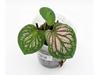 Caladium Pink Beauty (S)