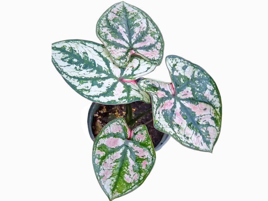 Caladium Purple Light