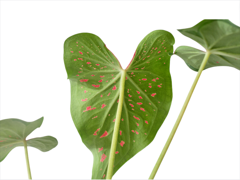 Caladium Rice Bean