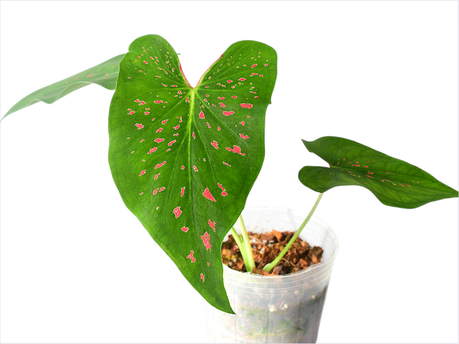 Caladium Rice Bean