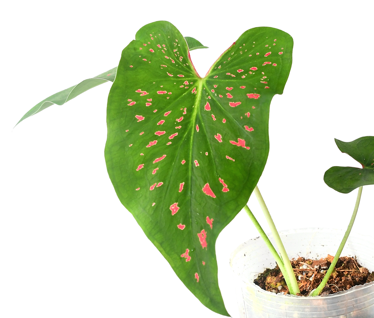Caladium Rice Bean