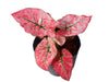 Caladium Scarlet Mary