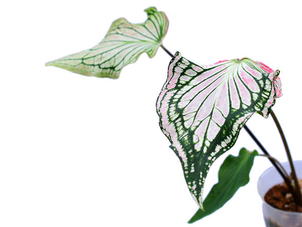 Caladium Thai Beauty - White Pink Variegated Foliage Plant