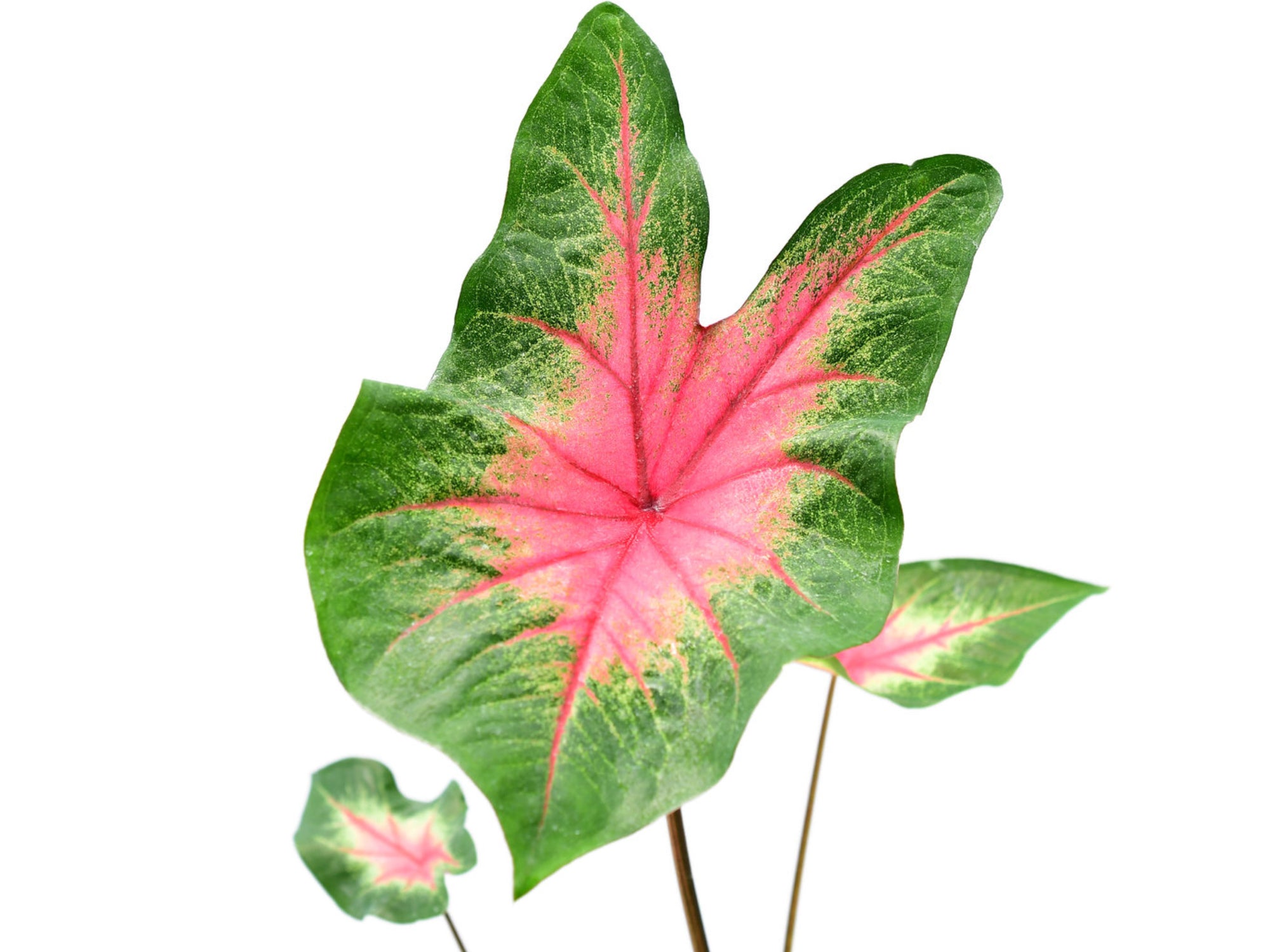 anthurium caladium Caladium hortulanum - Fancy-Leafed Caladium