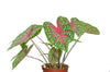 Caladium hortulanum 1