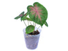 Caladium hortulanum x Cal. bicolor 'White Wing' (seedling)