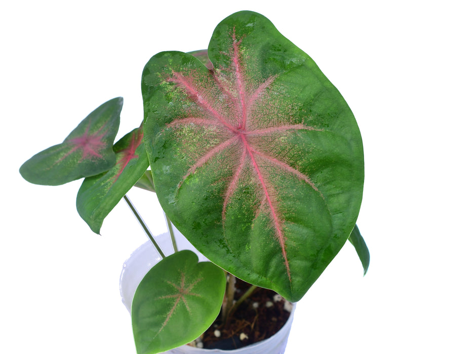 Caladium hortulanum x Cal. bicolor 'White Wing' (seedling)