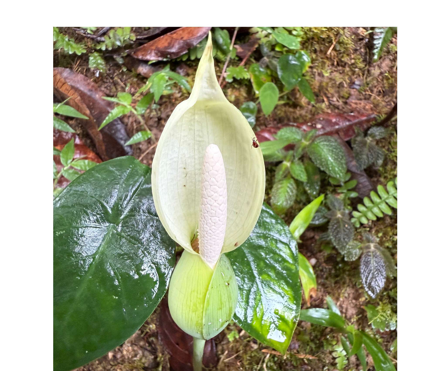 Caladium smaragdinum