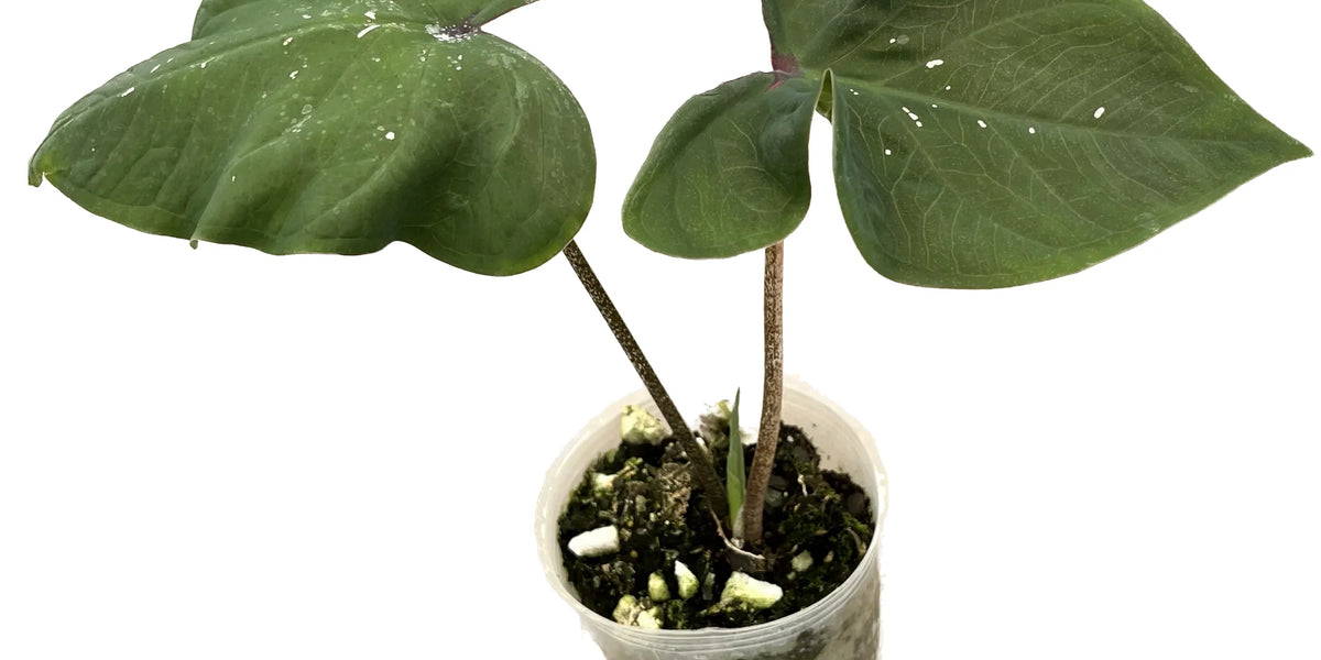 anthurium caladium Caladium sp Tundayme - Rare Ecuadorian Heart-Leaf Plant