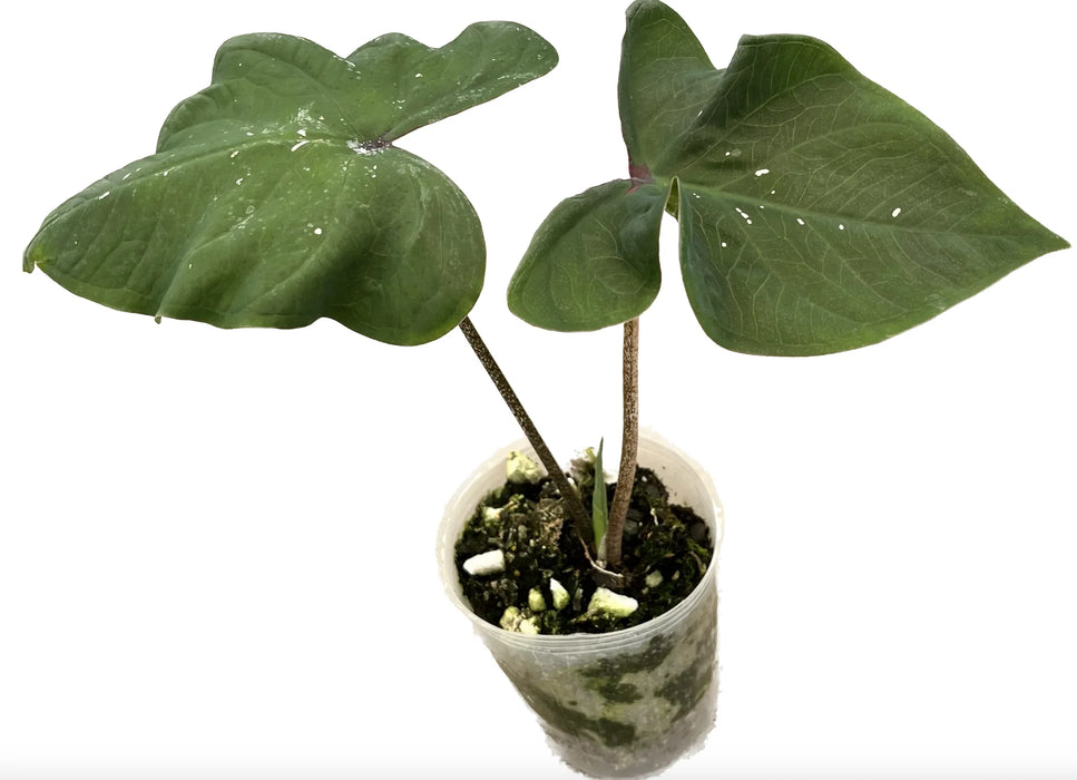 house plant that looks like caladium Caladium sp Tundayme - Rare Ecuadorian Heart-Leaf Plant