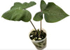 Caladium Tundayme