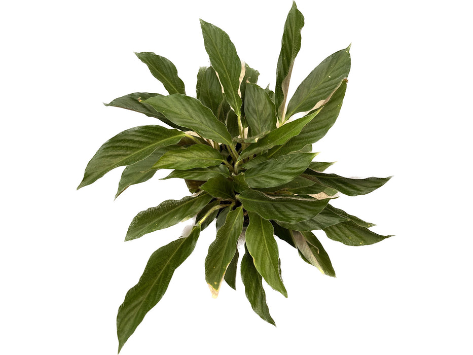 Calathea rufibarba cf