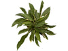 Calathea rufibarba cf