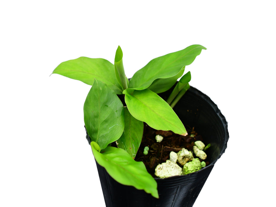 Calathea Sucumbios