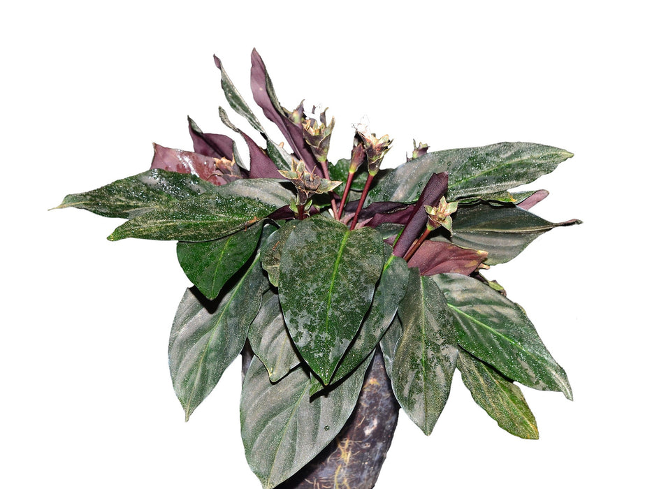 Calathea aemula 4