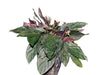 Calathea aemula 4