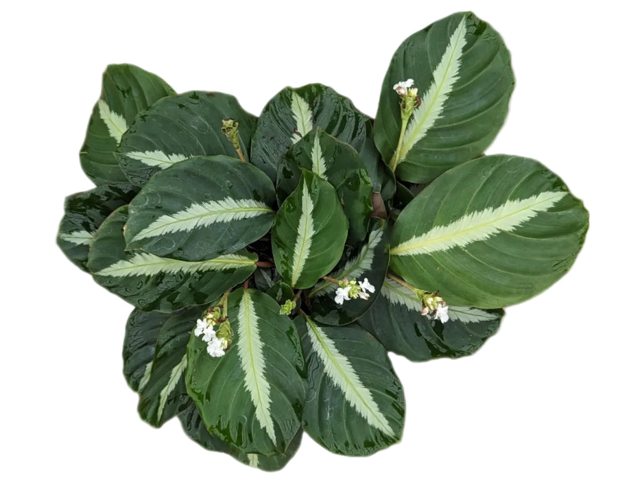 Calathea loeseneri 2