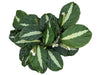 Calathea loeseneri 2