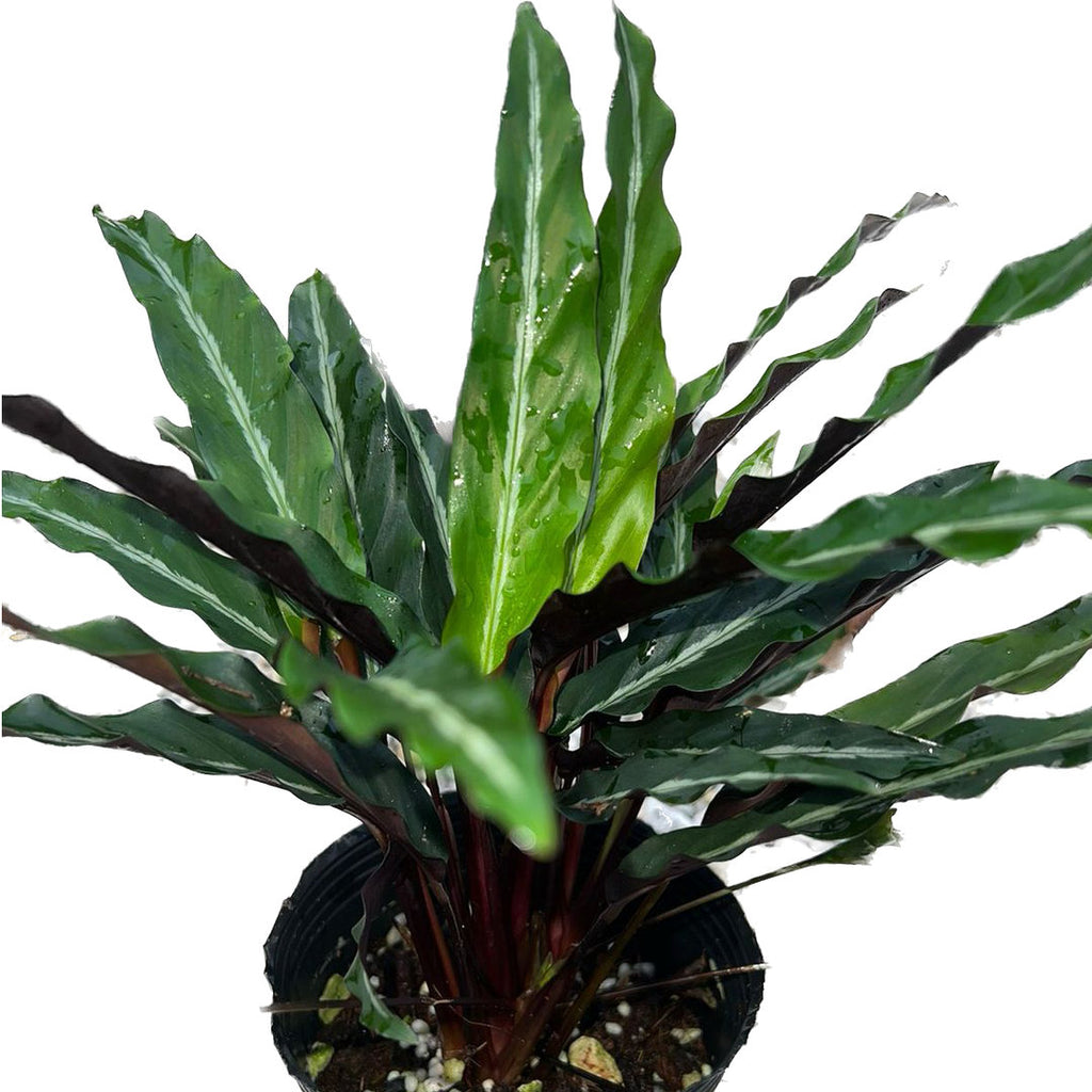 Calathea micans narrow - Velvety Purple-Backed Prayer Plant