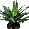 Calathea micans narrow