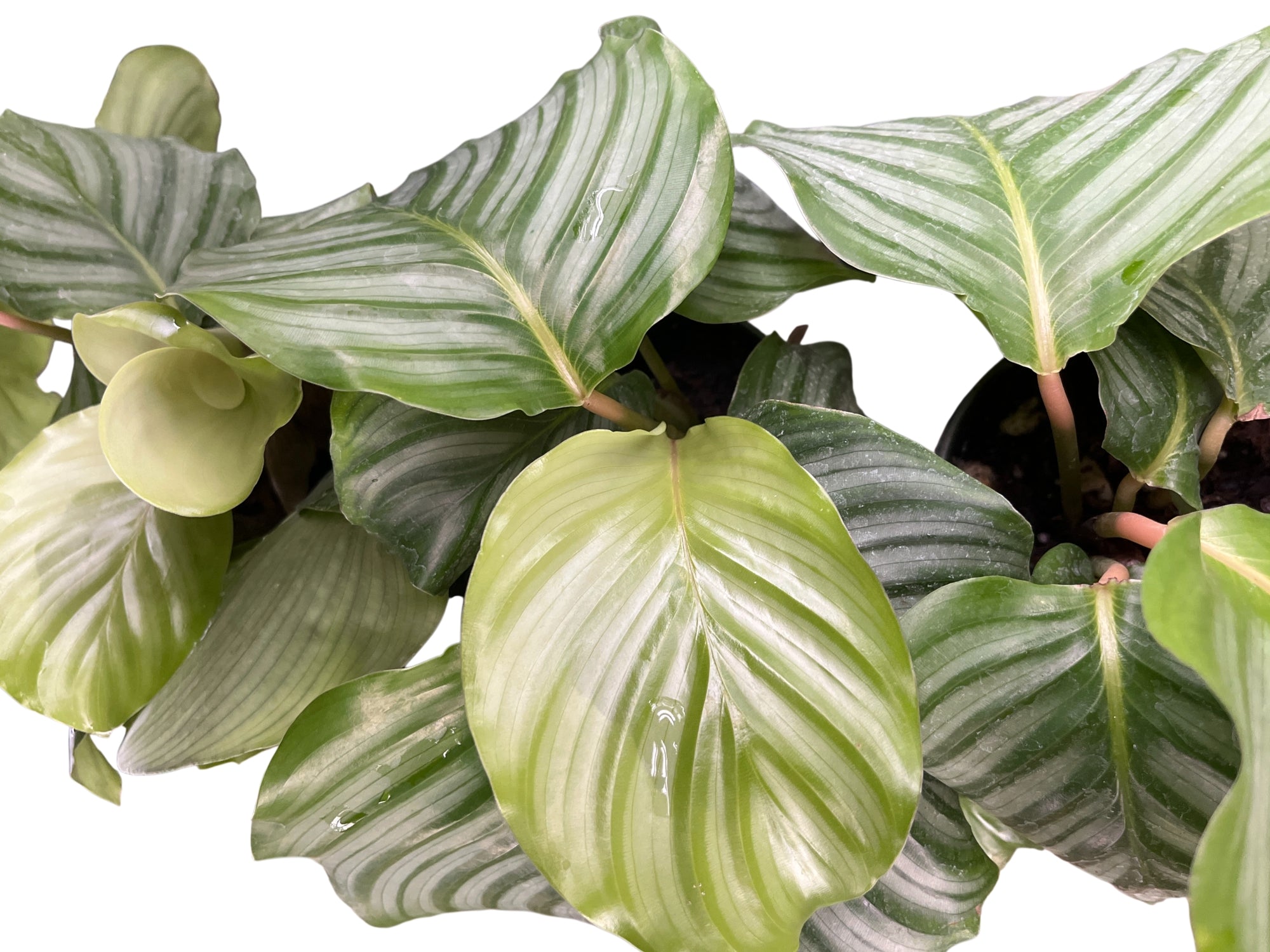Calathea orbifolia — Ecuagenera USA Corp