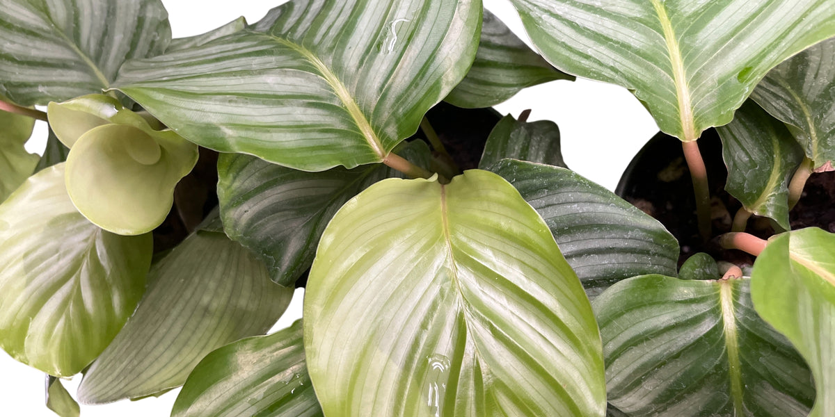 Calathea orbifolia — Ecuagenera USA Corp