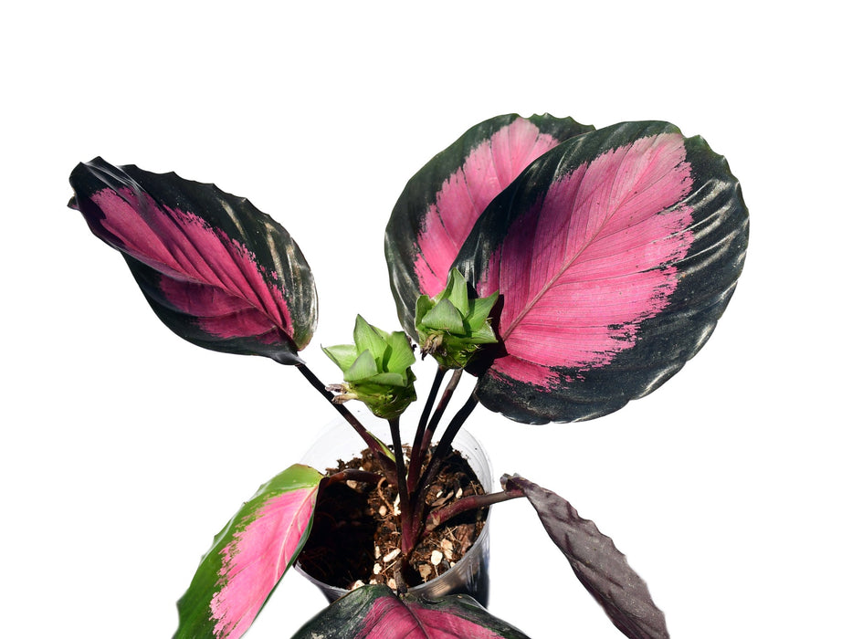 Calathea roseopicta (seedling)