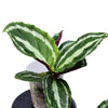 Calathea roseopicta cf