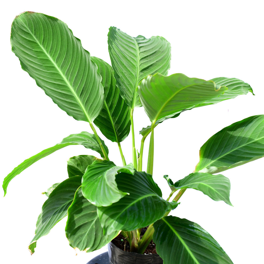 calathea sp Calathea Pastaza — Ecuagenera USA Corp
