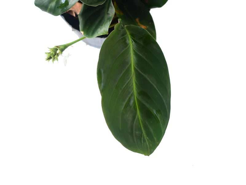 Calathea sp 'San Antonio'