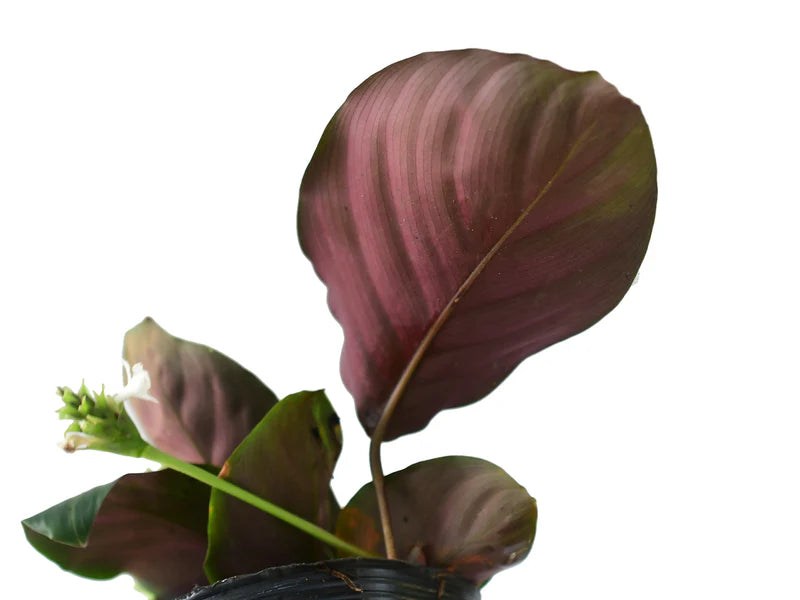 Calathea sp 'San Antonio'