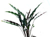 Calathea Dark Sky