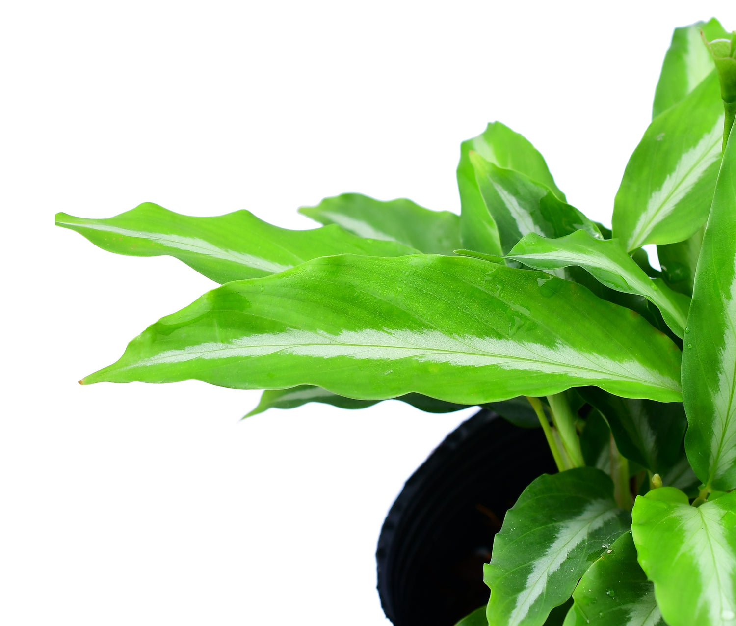 Calathea sp 'micans slim'