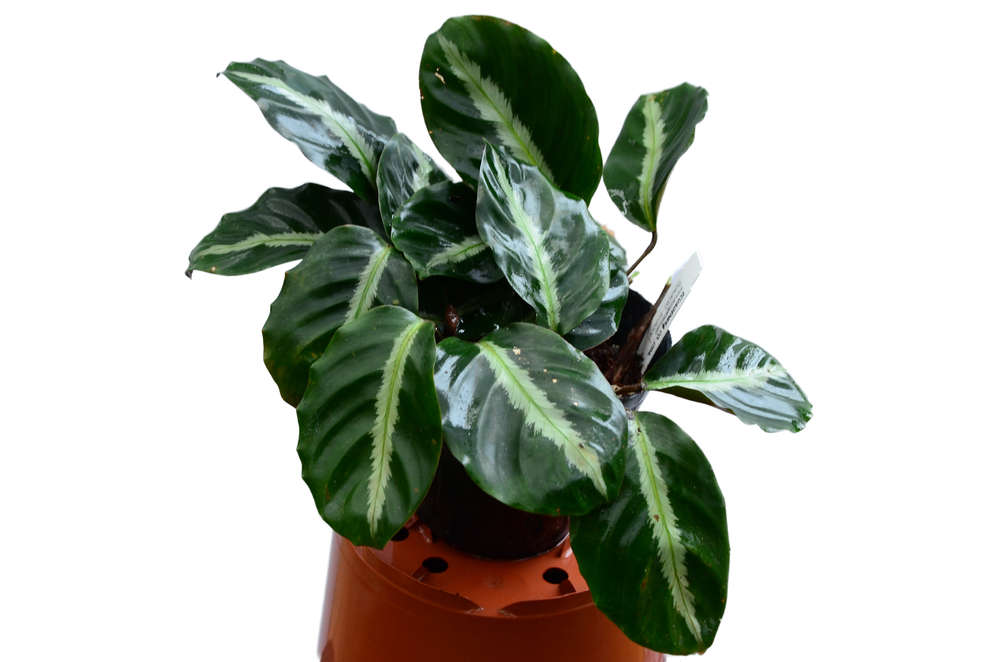 Calathea undulata