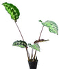 Goeppertia veitchiana