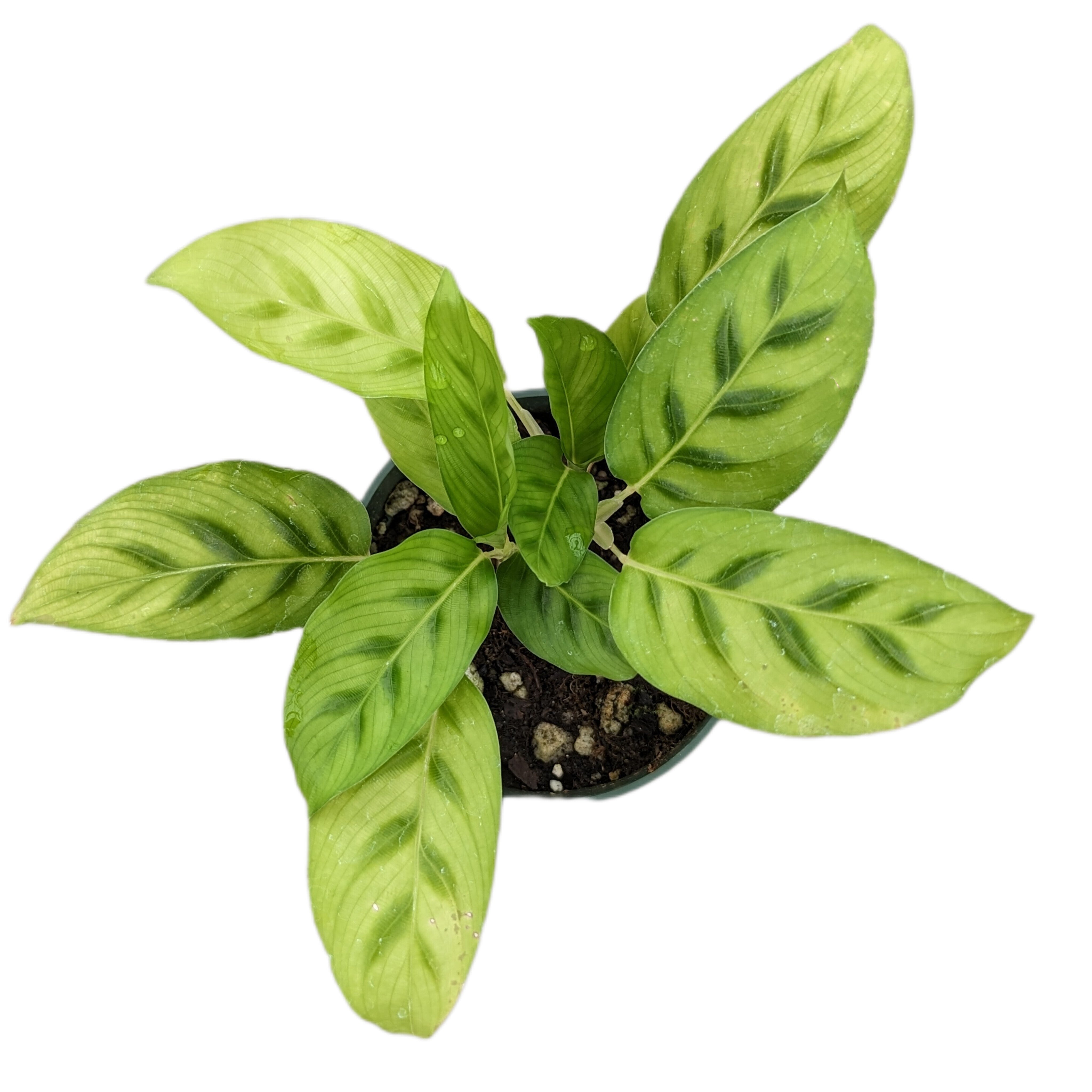 Calathea fredii cf — Ecuagenera USA Corp
