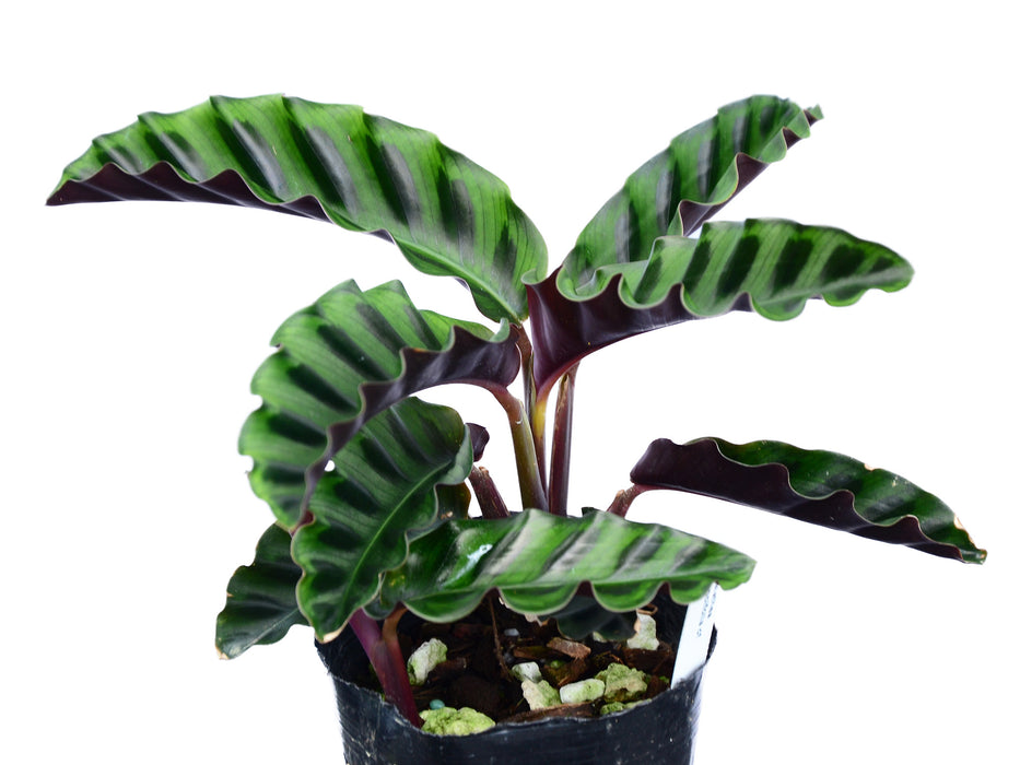 Calathea gandersii