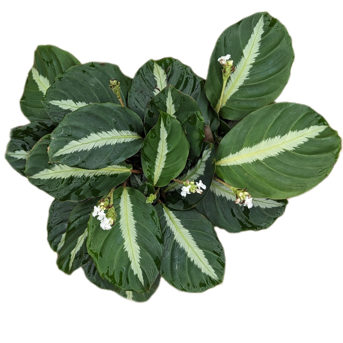 Calathea loesnerii 2