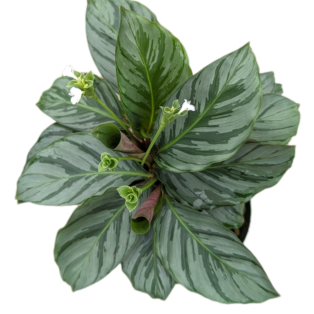 Nappe feuilles vert 160x160 - calathea
