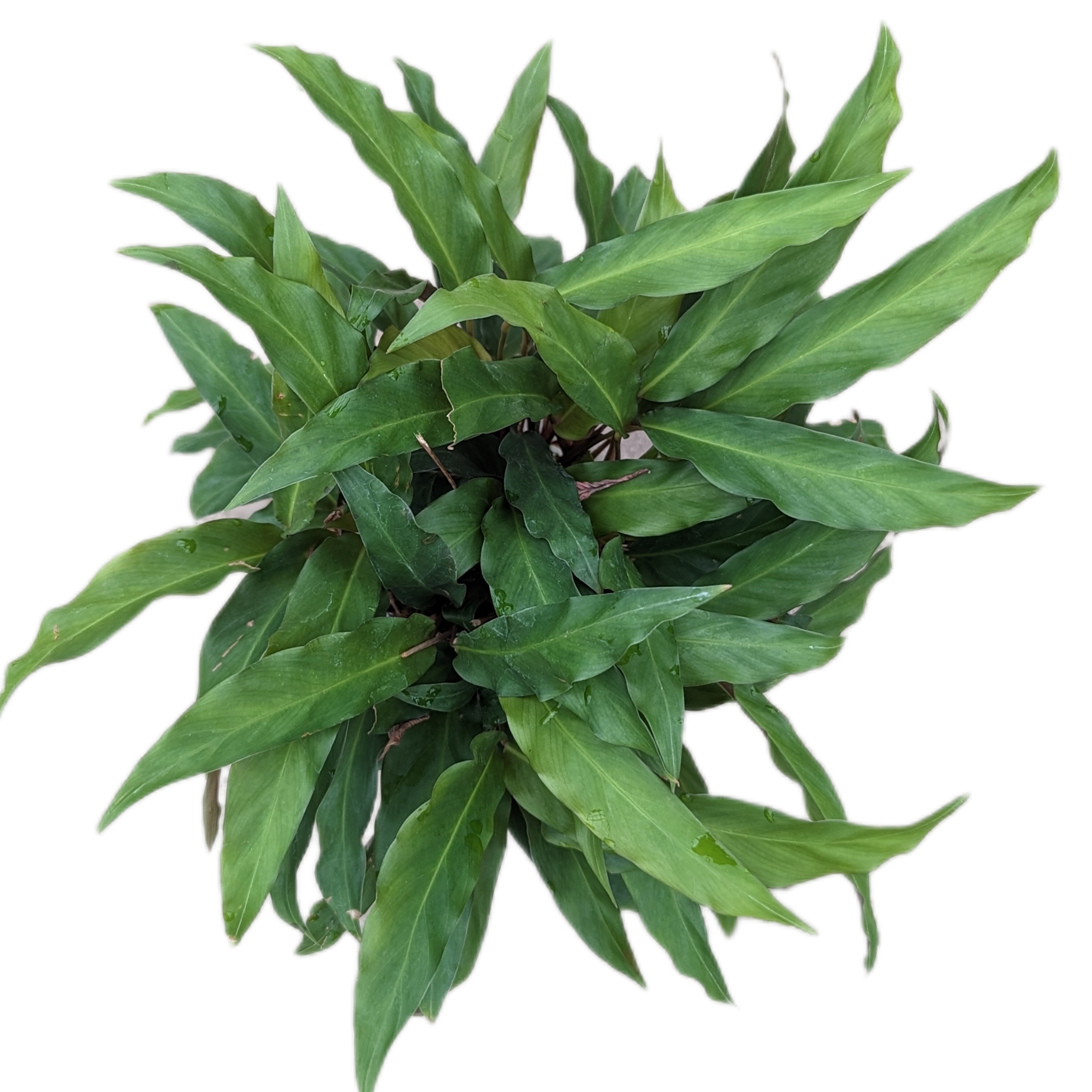 Calathea Orellana — Ecuagenera USA Corp