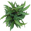 Calathea Orellana